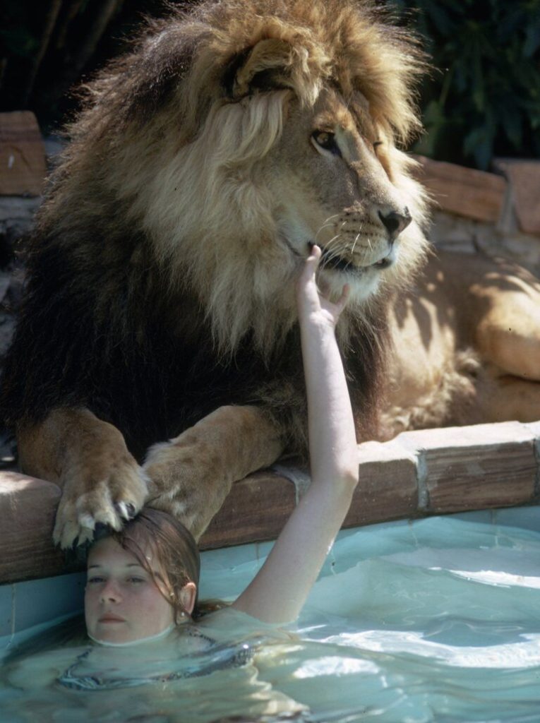 IMG_1748-765x1024 Un león en casa: las increíbles fotos de la actriz Melanie Griffith y su madre Tippi Hedren